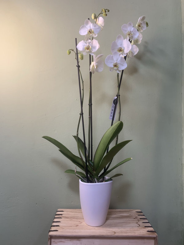 Orquidea phalaenopsis