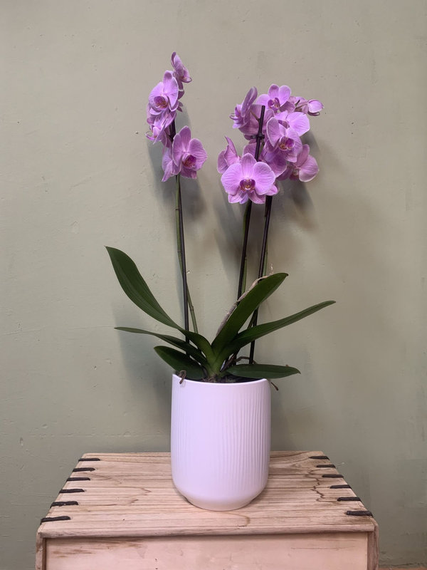 Orquidea phalaenopsis lila